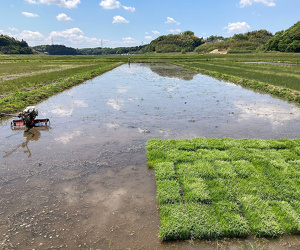 千葉県香取郡の水田