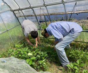 苺の収穫 赤くなっているかな?