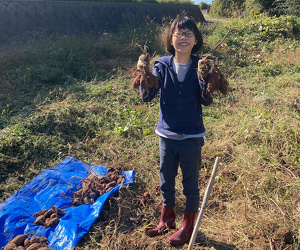 芋ほり体験 大豊作!
