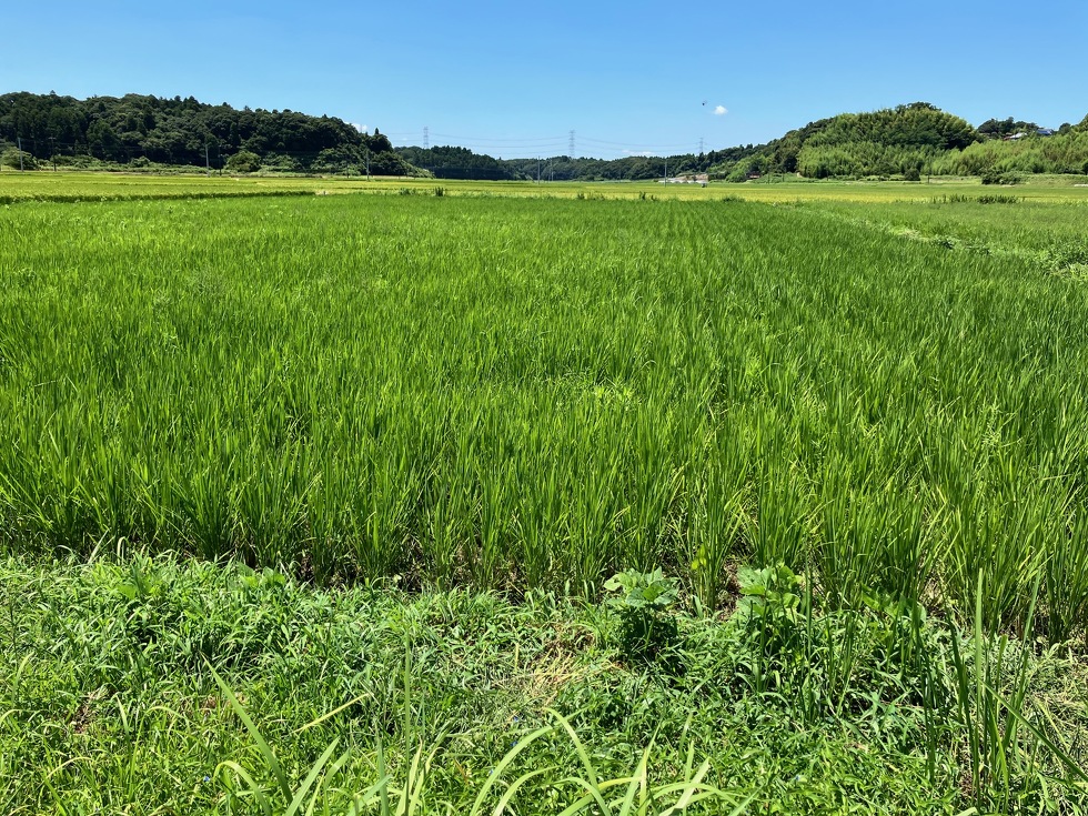 田んぼの稲