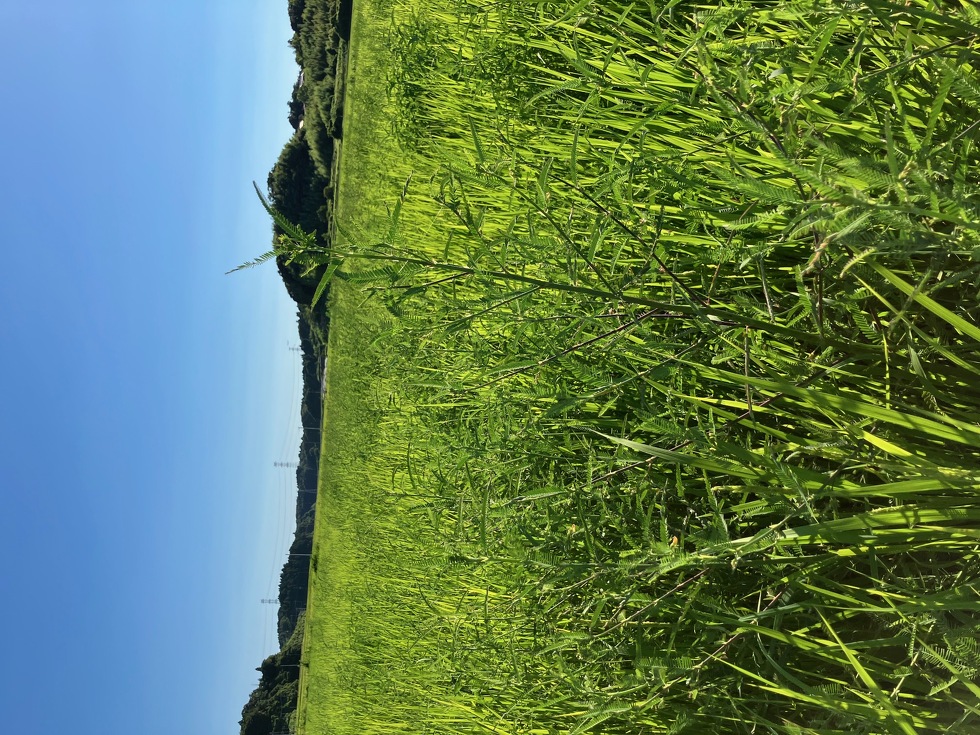 田んぼの雑草
